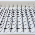 Close up of D Curl Lash Trays NZ